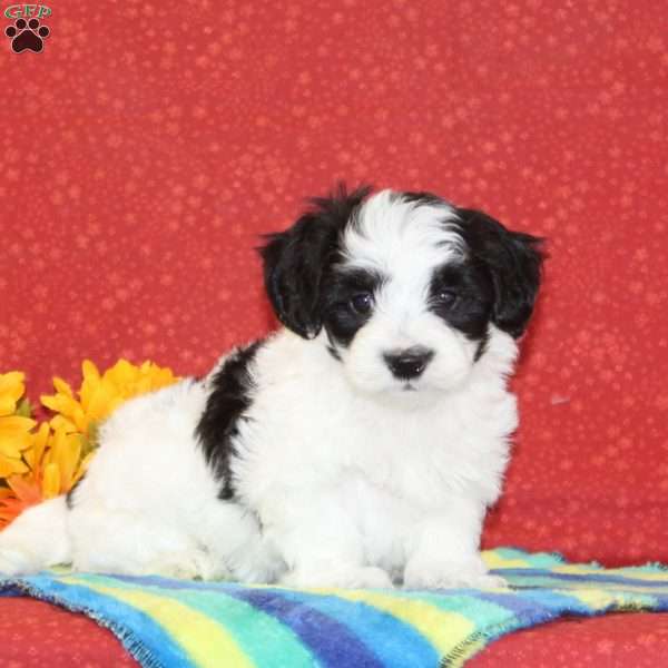 Ricky, Maltipoo Puppy